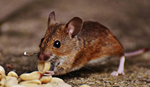 24 Hour & Emergency Exterminators in Villa North, IN